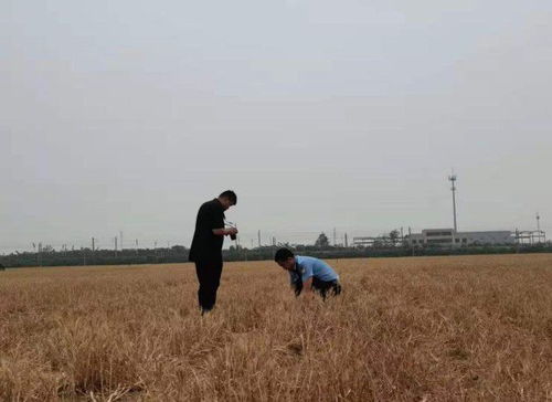 女子浇地隔日遭遇小麦全冻住的悲剧