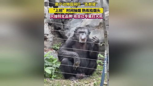 南宁动物园“丢那猩”上狠活