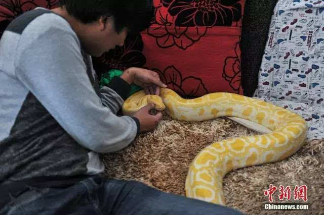 网友担心福建失踪男孩遇蟒蛇