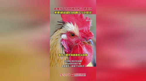 农家乐扫码闻鸡鸣遭跟风恶搞，网友，道德沦丧还是娱乐至死？